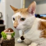 Pet parent of Simon